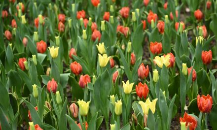 Singapore’s Tulipmania celebrates tulips’ Turkish heritage