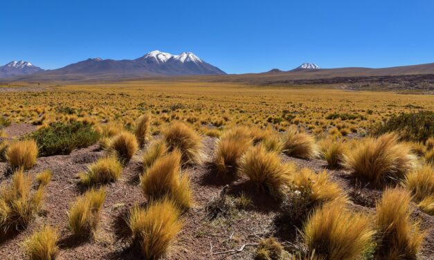 Honoring Chile’s literary giants on Independence Day