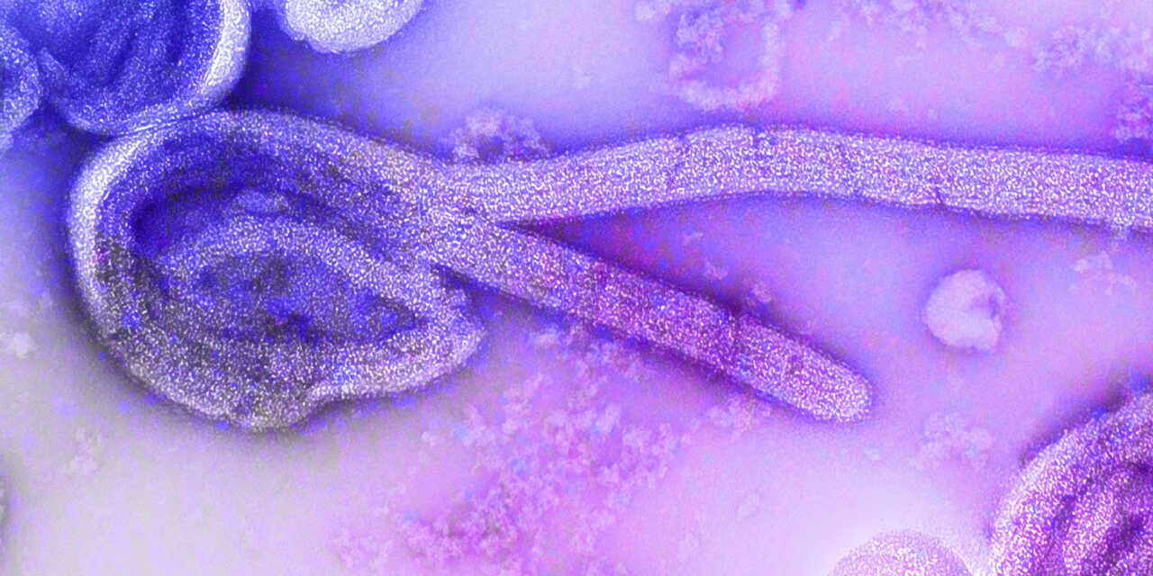 2026 Ebola Outbreak: What You Need To Know