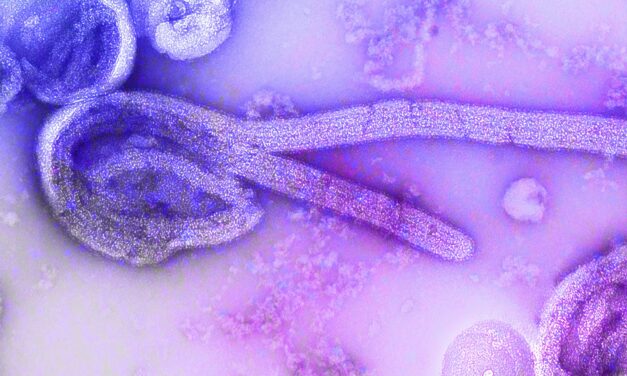 2026 Ebola Outbreak: What You Need To Know